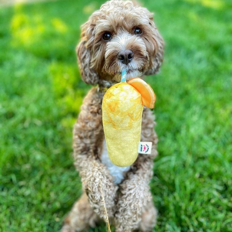 Thumbnail: Maryland Orange Crush Dog Toy