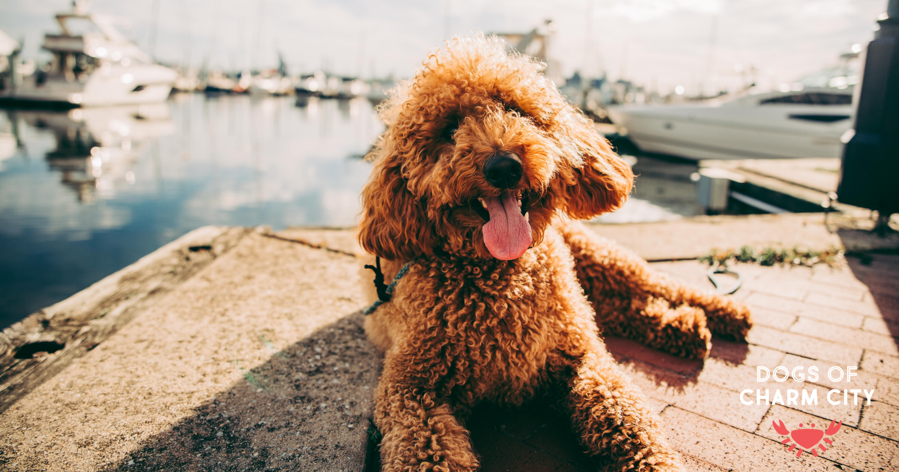 Dogs of Charm City - Image 1