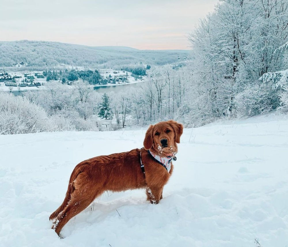 DogFriendly Ski Resorts and Winter Weekend Destinations in & Around Maryland