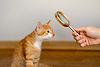 shutterstock_2513087987.jpg