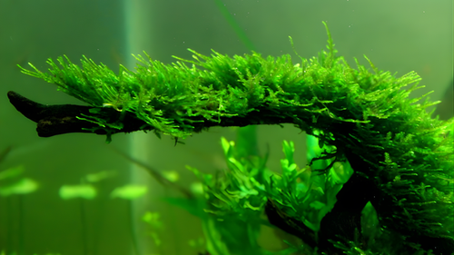 Petsmart Java Moss Java Moss | Blessings Aquarium