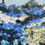 Thumbnail: Our wild woodland