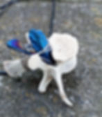 Thumbnail: Coyote vertebrae and treated quartz amulet
