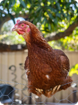 Garden chook