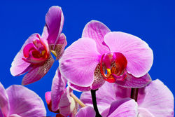 Orchideen