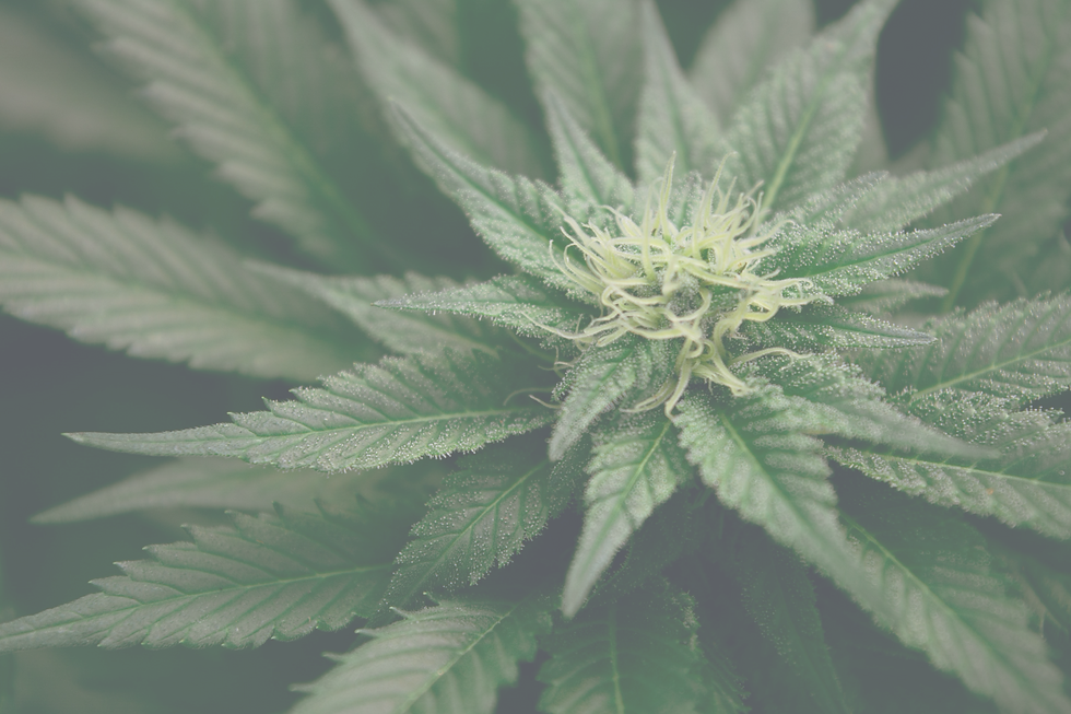 green%20leafed%20plant_edited.png