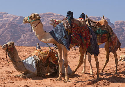 camels-g92d008da2_1920_edited.jpg