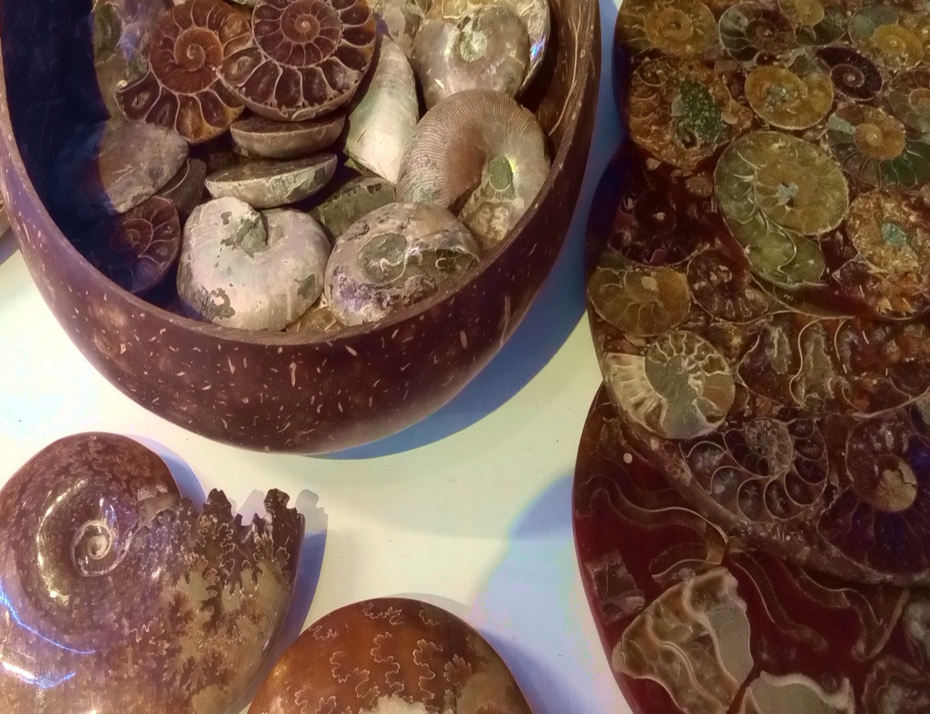 Fossils