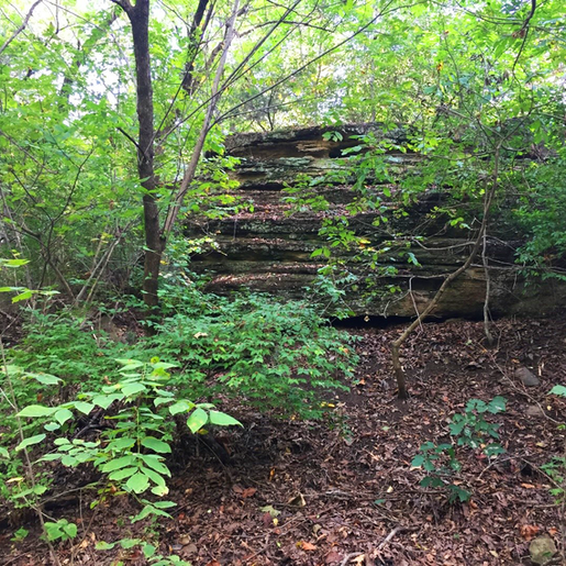 50 Acres on Washington Mountain Permanently Protected