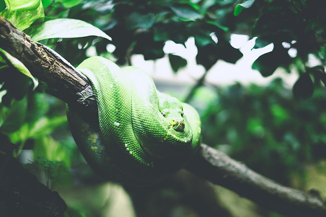 Snake