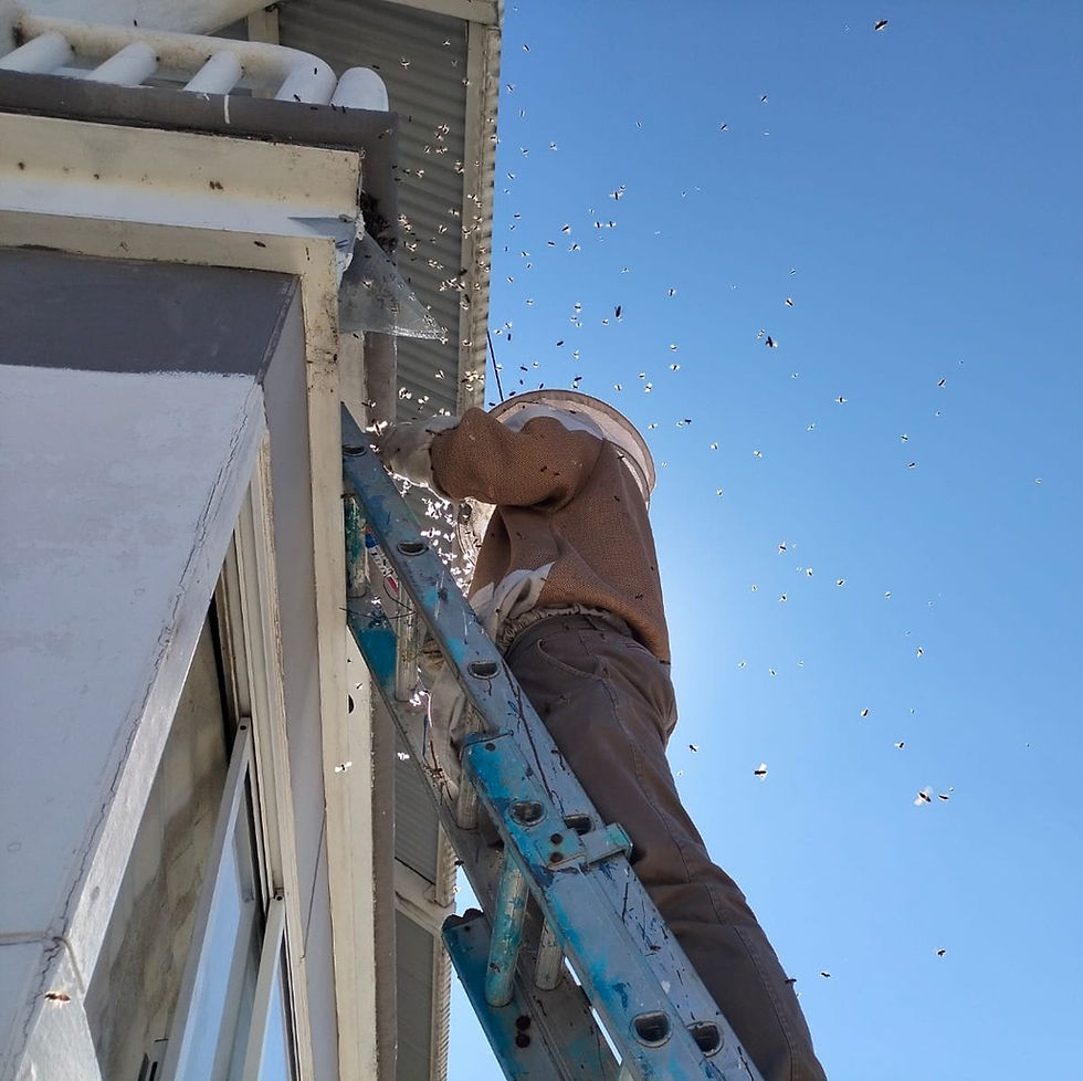 Retiro y reubicación de abejas