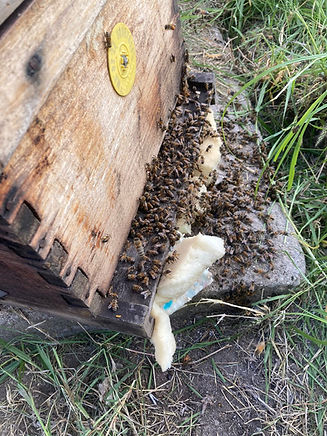 Rescate de abejas 5.jpeg