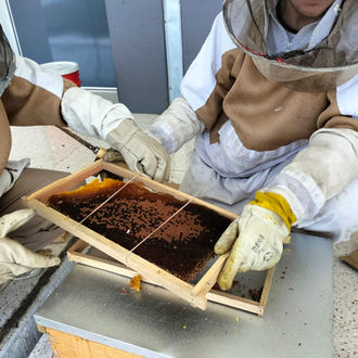 Reubicación de abejas en México