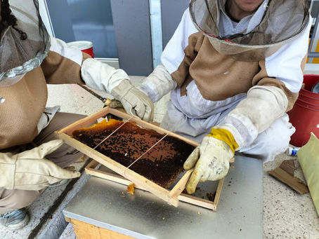 Reubicación de abejas en México