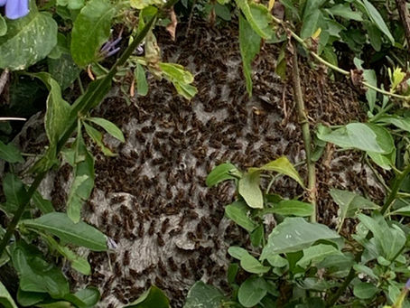Qué hacer con las abejas