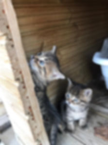 kedi sahiplendirme ilanları