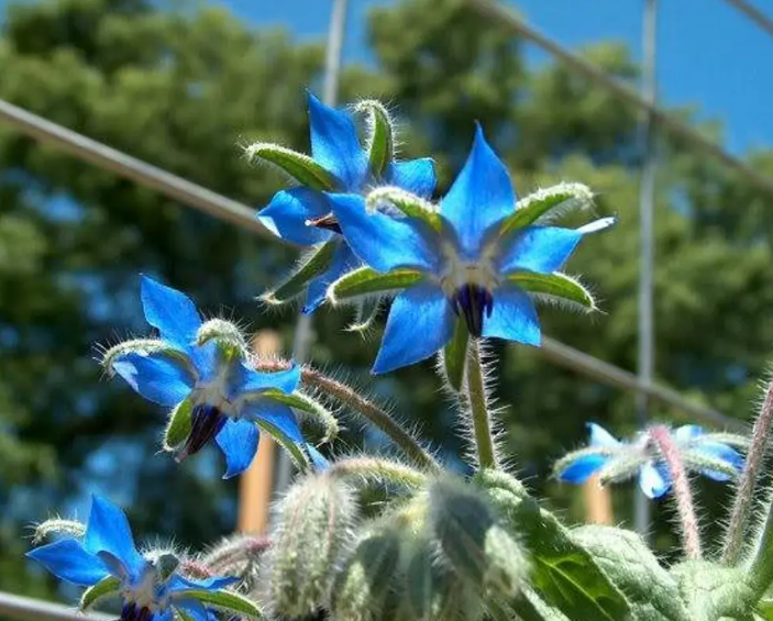 Borage Seeds