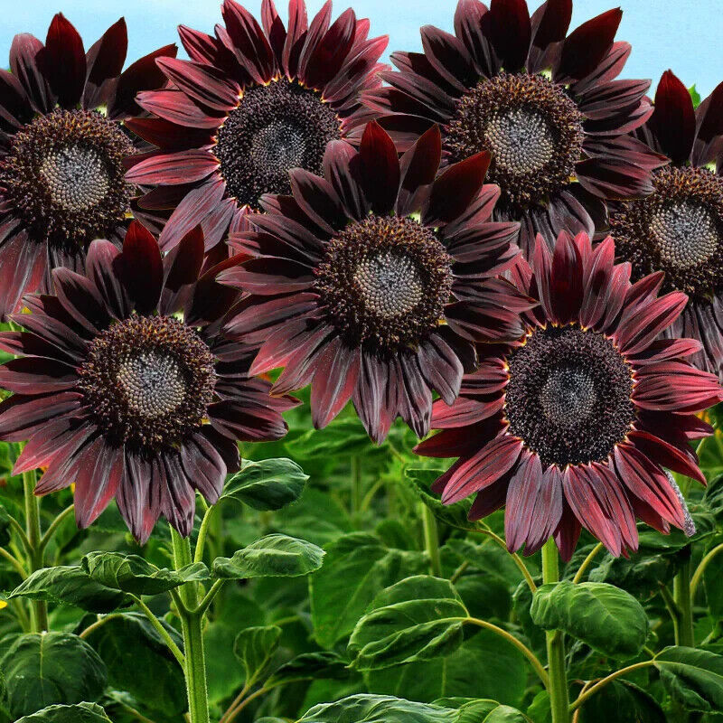 25 Chocolate Colour Sunflower Seeds Seed Garden Flowers