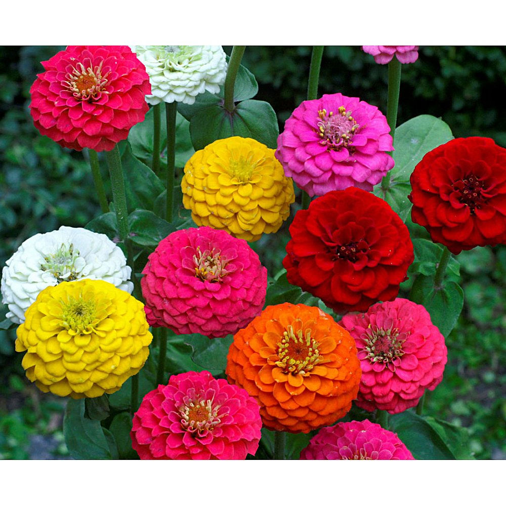 50 Seeds Zinnia Lilliput Mix Flowers Plants