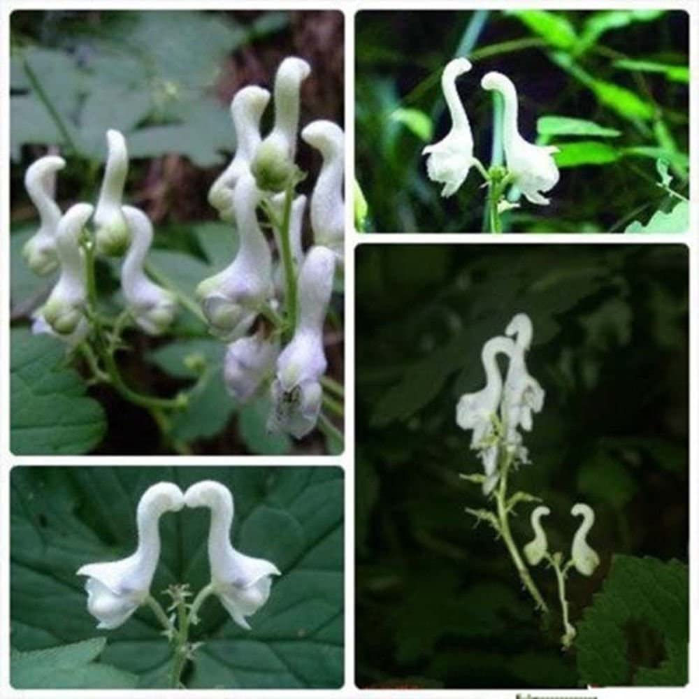 100pcs Rare Swan Flowers Seeds Characteristics Flower Seeds White