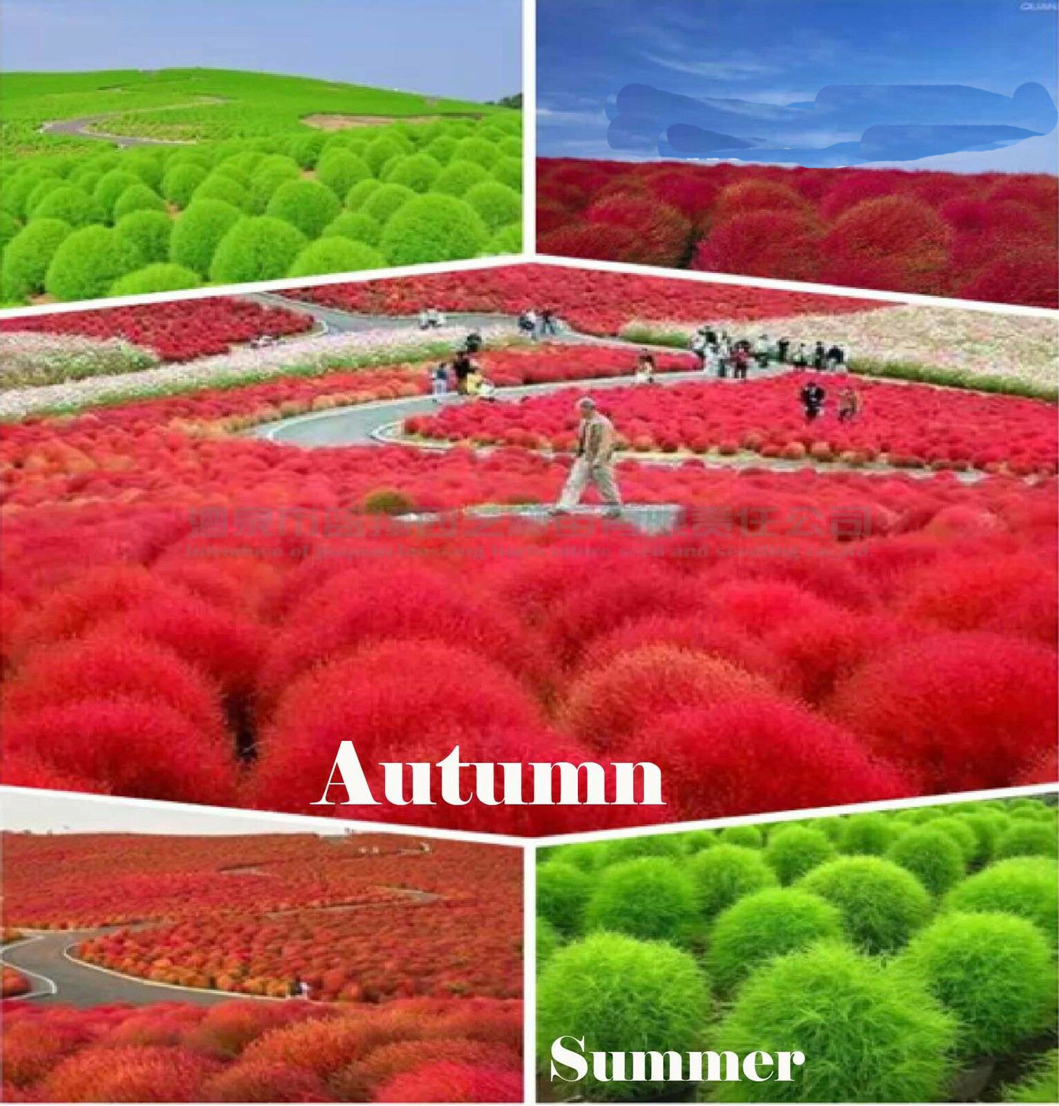 50 Seeds BURNING BUSH RED GLOBE - Kochia Scoparia