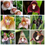 Thumbnail: 25 Rare Monkey Face Orchid Seeds Planting for Home Garden Flower