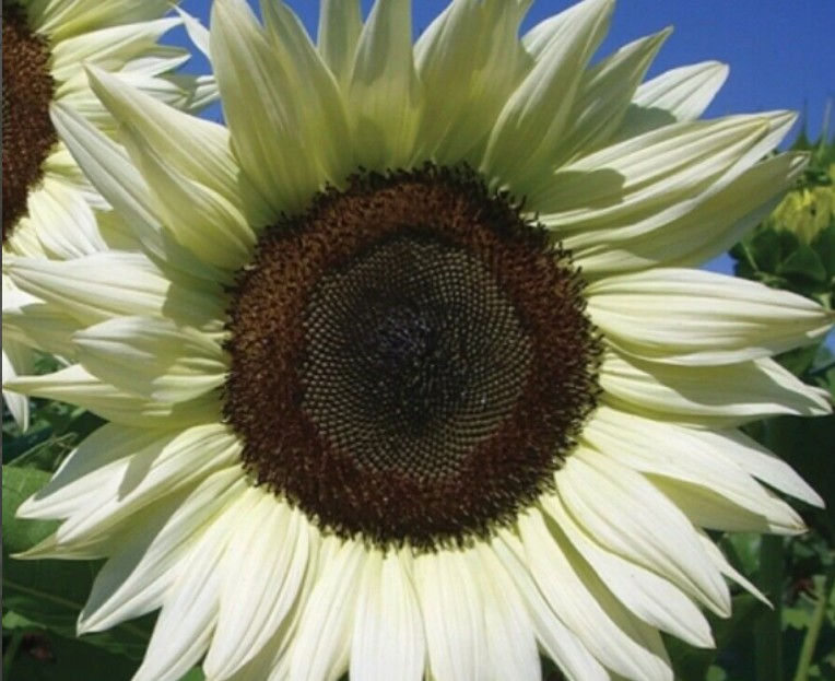 25 White Colour Sunflower Seeds Turnsole Helianthus Seed Garden Flowers