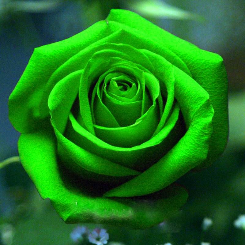 Green Rose Flower Seeds