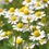 Thumbnail: 100 Seeds Herb German Chamomile Matricaria Recuita Flower Herb Plant seeds