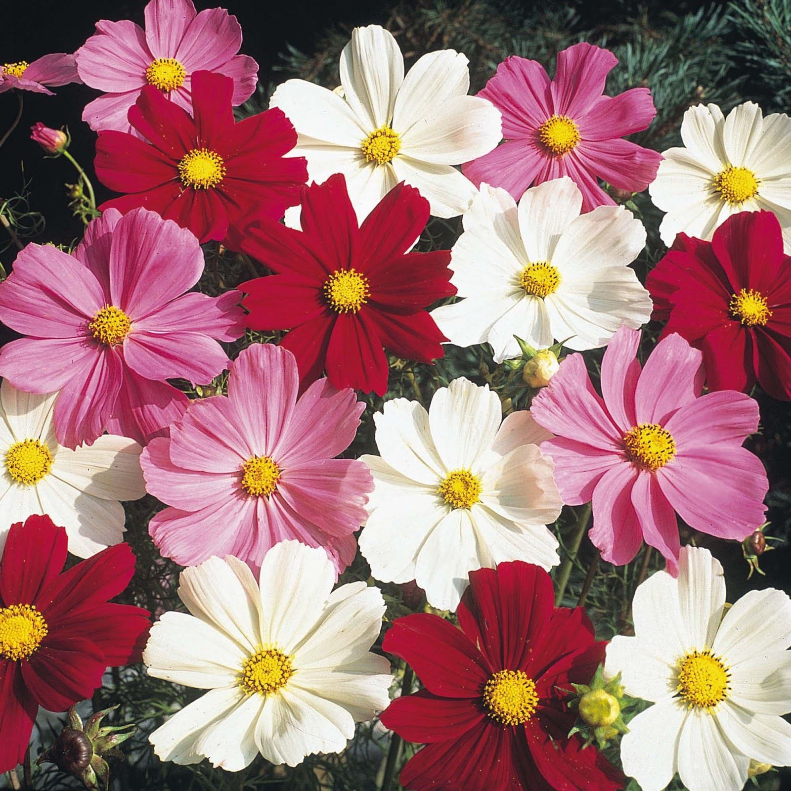 Cosmos Darf Coreopsis, 50 Seeds, Rare Cosmos Chrysanthemum Home Garde