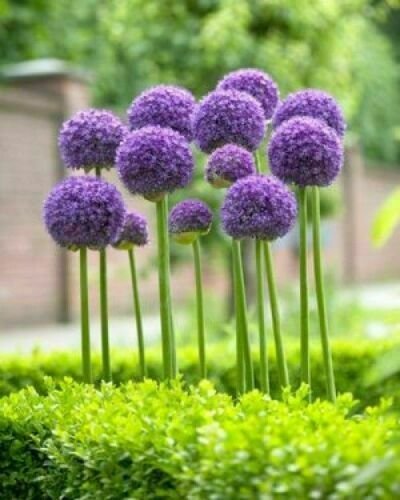 50 Giant Allium GLOBEMASTER Giganteum Herb Vegetable Onion Seeds