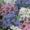 Thumbnail: Forget Me Not Seeds