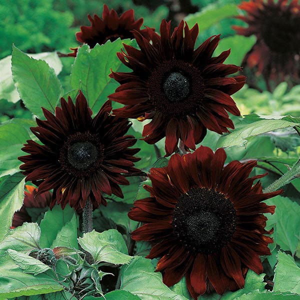 25 Black GIANT SUNFLOWER Colour Sunflower Seeds Seed Garden Flowers