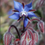 Thumbnail: Borage Seeds