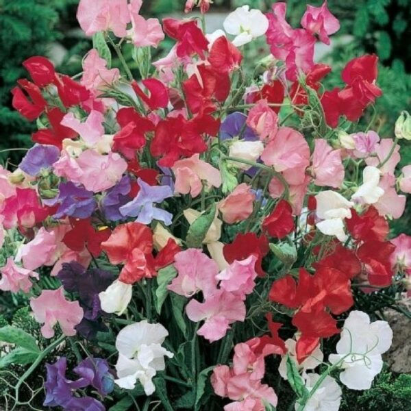 10 Seeds Sweet Pea Dwarf Bijou Mix Flower Fragrance Plant Seed
