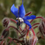 Thumbnail: Borage Seeds