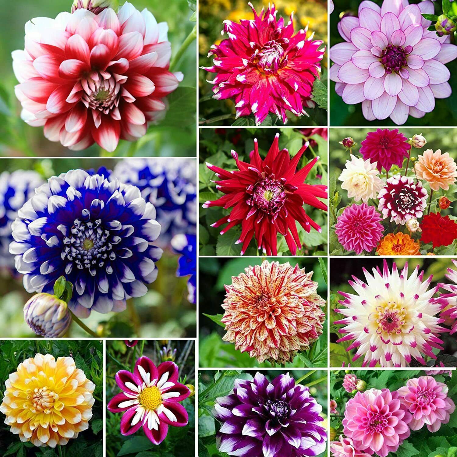50 Seeds Dahlia 9 Species Dwarf Mix Flowers Seeds
