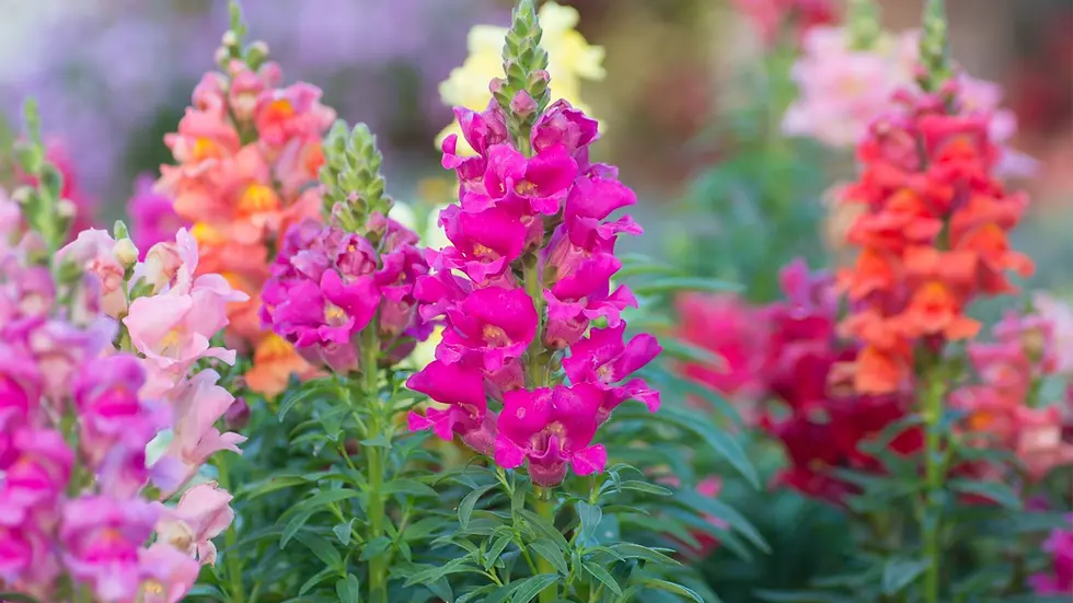 Thumbnail: 100 Seeds Antirrhinum Dwarf Tom Thumb