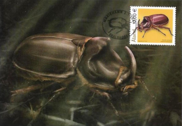 European rhinoceros beetle (Oryctes nasicornis)