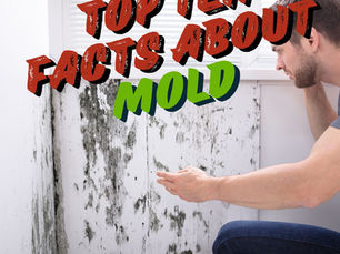 Top 10 Facts About Mold Every Homeowner Should Know