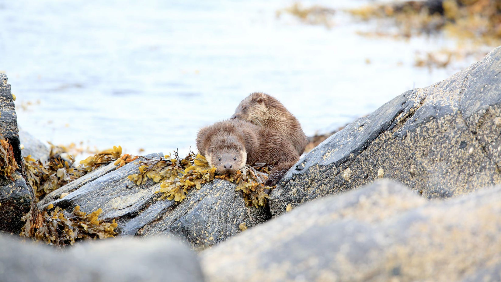 Otter resting on riverbank rocks, highlighting protected species and watercourse ecology.