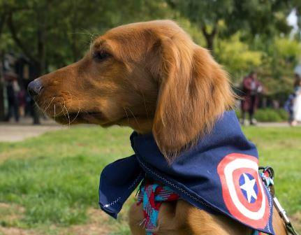 Training Needs Of Irish Setter Puppies