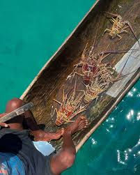 indigena guna vendiendo langosta