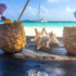 Ce qui est inclus et ce qui n'est pas inclus sur votre voilier ou catamaran à San Blas