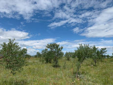[몽골]꿈나무들이 가꿔가는 꿈나무 작은 숲