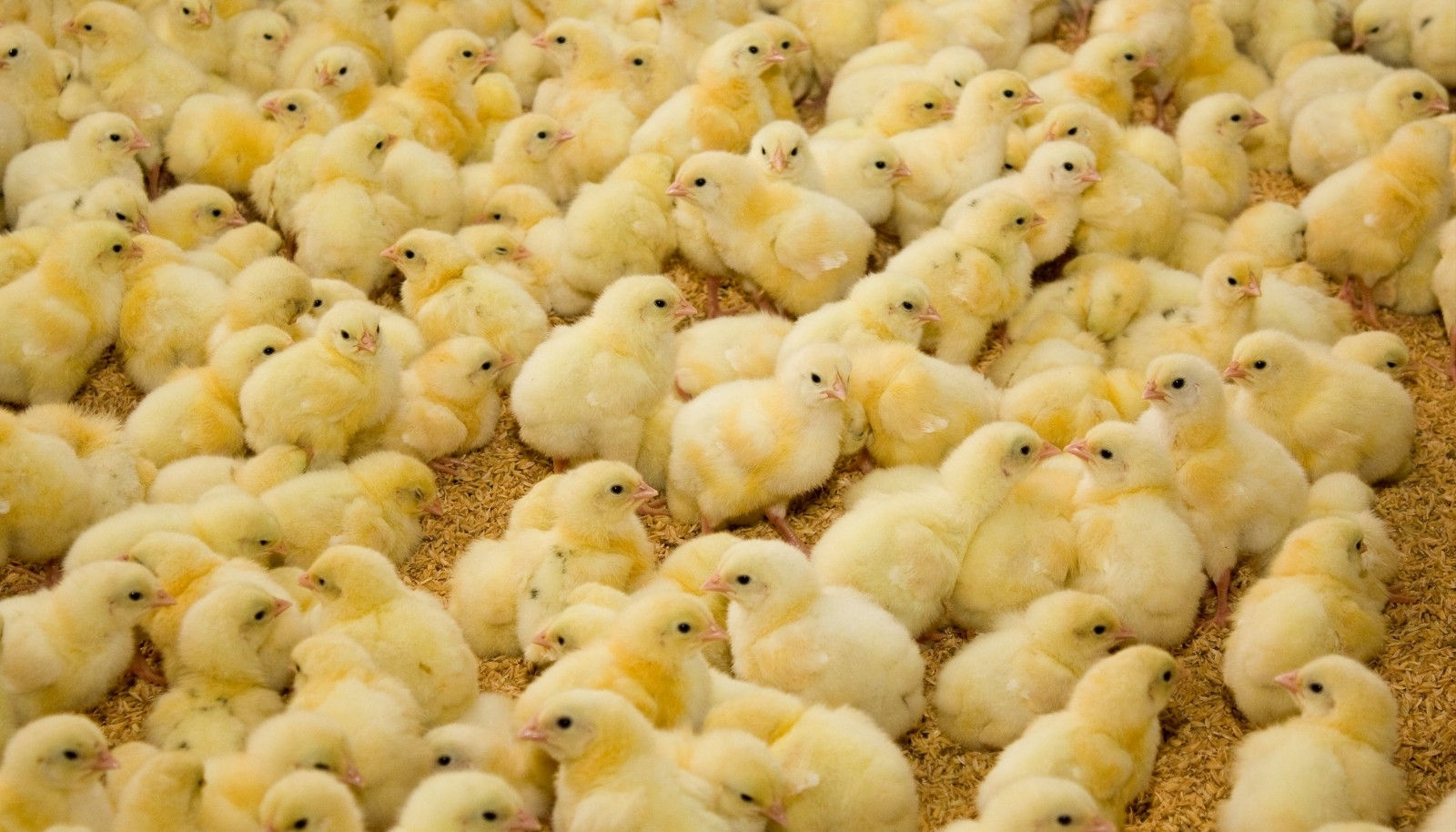 FOURIE UNI POULTRY FARM, POTCHEFSTROOM