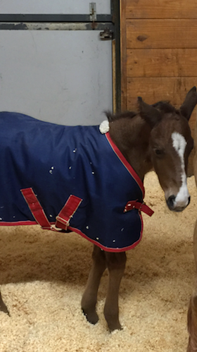 2015 Colt-Radically Fired Up x VS Flatline