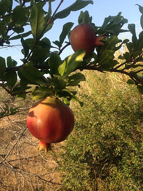 הרצאה לראש השנה, יום הכיפורים וסוכות