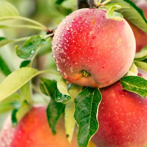 Rooted, Growing, Bearing Fruit - John 15:1-5, 8