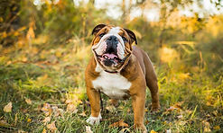 Bulldog_Featured-Image-1024x615.jpg